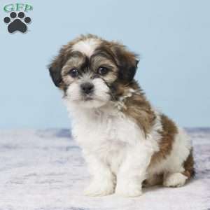 Cooper, Teddy Bear Puppy
